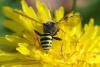 Nomada goodeniana